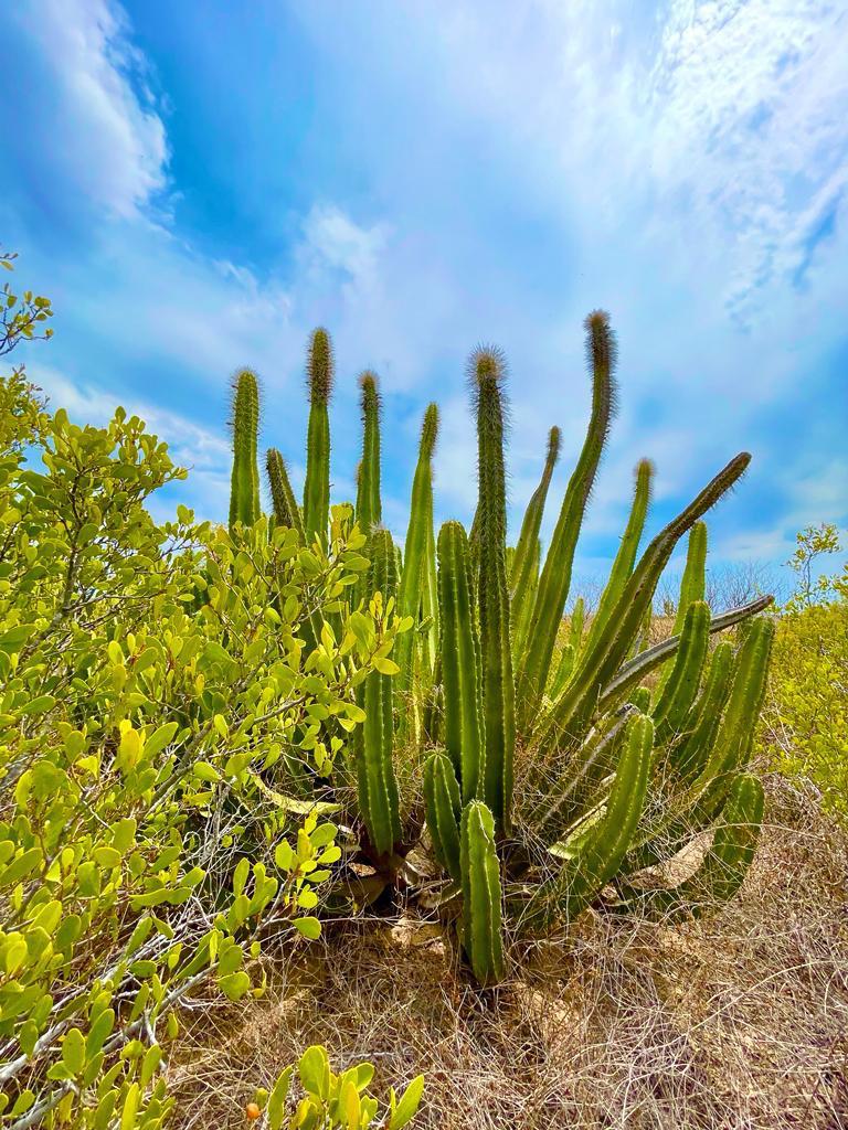 Naturaleza La Pintada